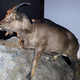 Illustration for article titled The Strange Case of a Goat That Lived Like a Reptile